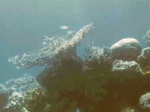 Blick im Unterwasserobservatorium